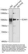 ICAM1 Antibody