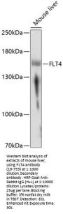 FLT4 Antibody