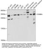 RAB6A Antibody