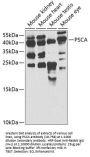 PSCA Antibody