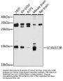 LC3A/LC3B Antibody