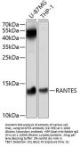 RANTES Antibody