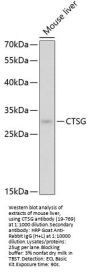 CTSG Antibody