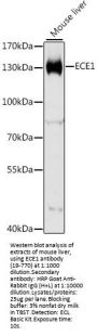 ECE1 Antibody