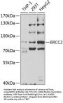 ERCC2 Antibody