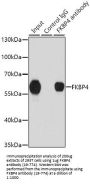 FKBP4 Antibody