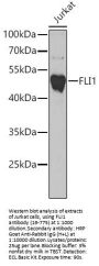 FLI1 Antibody