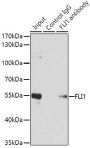 FLI1 Antibody