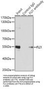 FLI1 Antibody