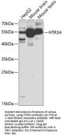 HTR3A Antibody