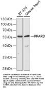 PPARD Antibody