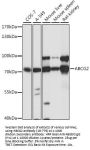 ABCG2 Antibody