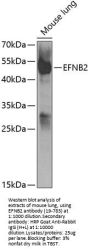 EFNB2 Antibody