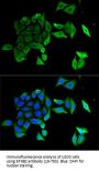 EFNB2 Antibody