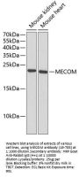 MECOM Antibody