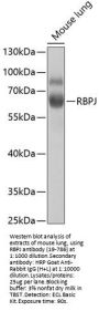 RBPJ Antibody