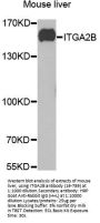 ITGA2B Antibody