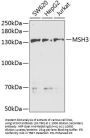 MSH3 Antibody