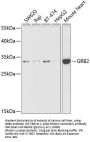 GRB2 Antibody