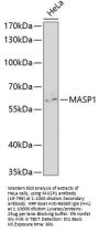 MASP1 Antibody