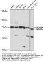 NCOA4 Antibody