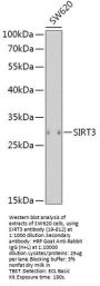 SIRT3 Antibody, KO Validated