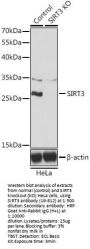 SIRT3 Antibody, KO Validated
