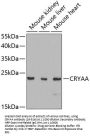 CRYAA Antibody