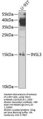 INSL3 Antibody