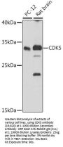 CDK5 Antibody