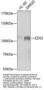 EZH2 Antibody