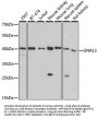 GNA13 Antibody, KO Validated