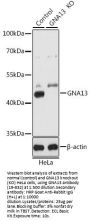 GNA13 Antibody, KO Validated
