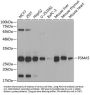 PSMA5 Antibody