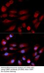 53BP1 Antibody
