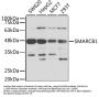 SMARCB1 Antibody