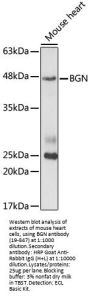 BGN Antibody