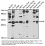 PNP Antibody