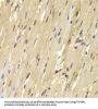 TOPBP1 Antibody