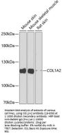 COL1A2 Antibody