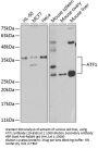 ATF1 Antibody