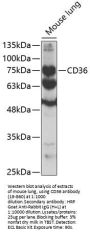 CD36 Antibody