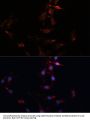 CD36 Antibody