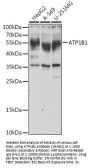 ATP1B1 Antibody