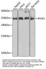 BTAF1 Antibody