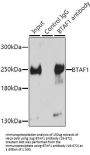 BTAF1 Antibody