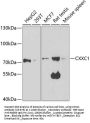 CXXC1 Antibody