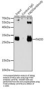 FADD Antibody