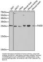 FADD Antibody