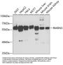 RMDN3 Antibody